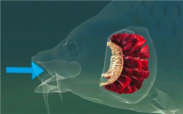 Bộ lọc máy giặt lấy cảm hứng từ cá, có thể loại bỏ 99% vi nhựa